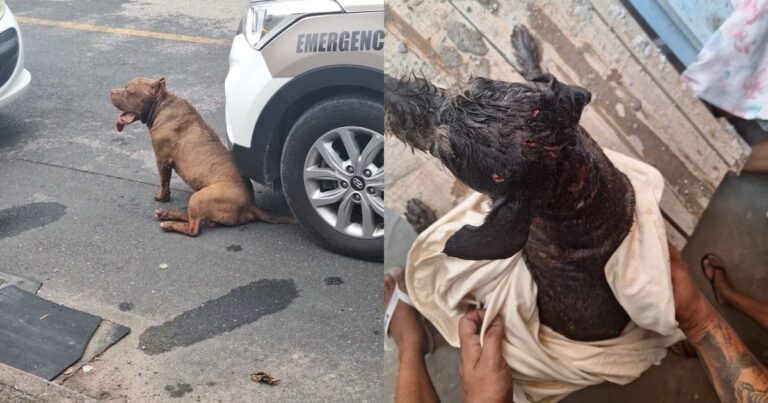 pit-bull-foge-de-casa,-invade-terreno-e-ataca-outro-cao-em-gaspar