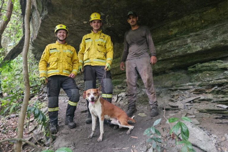 final-feliz-pro-auau:-bombeiros-resgatam-cachorro-apos-queda-em-ribanceira-em-sc