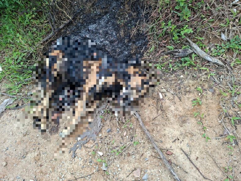cachorro-e-encontrado-carbonizado-em-sao-jose-e-moradores-denunciam:-crueldade-absurda