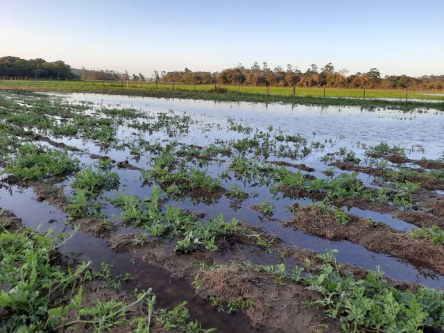 Epagri explica como reduzir os impactos do El Niño na agropecuária e na pesca – BLOG-Epagri epagri-explica-como-reduzir-os-impactos-do-el-nino-na-agropecuaria-e-na-pesca-–-blog-epagri