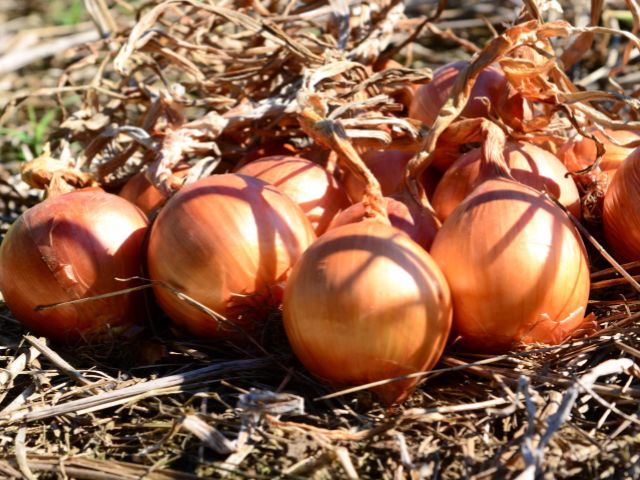 Recomendação de NPK aumenta produtividade e qualidade da cebola com menor impacto ambiental – BLOG-Epagri recomendacao-de-npk-aumenta-produtividade-e-qualidade-da-cebola-com-menor-impacto-ambiental-–-blog-epagri