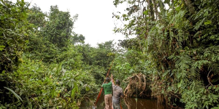 França lidera ação de US$ 2,5 bilhões para proteger floresta do Congo franca-lidera-acao-de-us$-2,5-bilhoes-para-proteger-floresta-do-congo