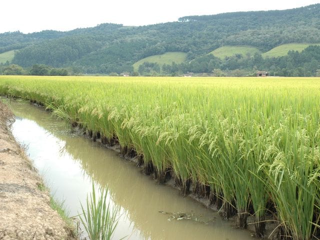 Políticas públicas impulsionam a produção sustentável de arroz em Santa Catarina politicas-publicas-impulsionam-a-producao-sustentavel-de-arroz-em-santa-catarina