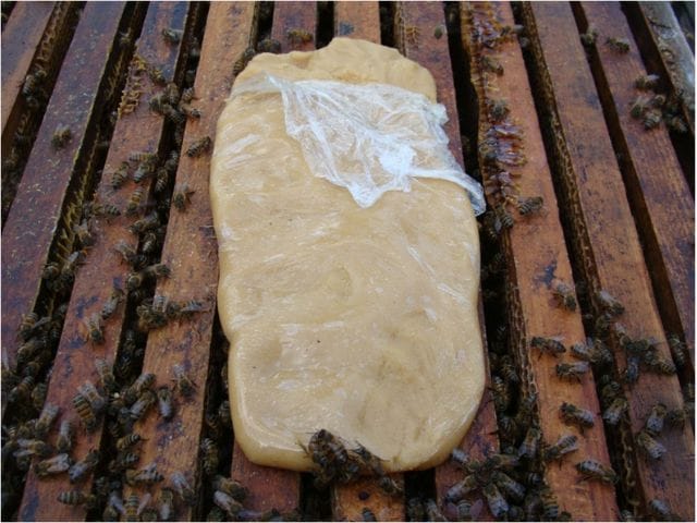 Manejo das abelhas no inverno: alimentação artificial garante sobrevivência das colmeias e boa produção na primavera manejo-das-abelhas-no-inverno:-alimentacao-artificial-garante-sobrevivencia-das-colmeias-e-boa-producao-na-primavera