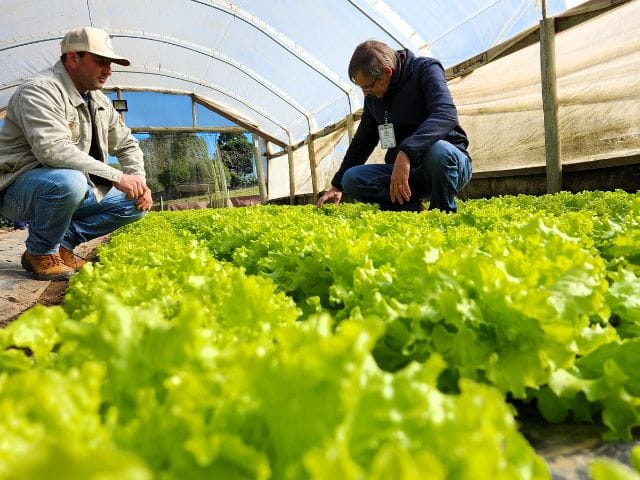 Produção cresce e família evolui com o apoio da Epagri na Serra de SC producao-cresce-e-familia-evolui-com-o-apoio-da-epagri-na-serra-de-sc