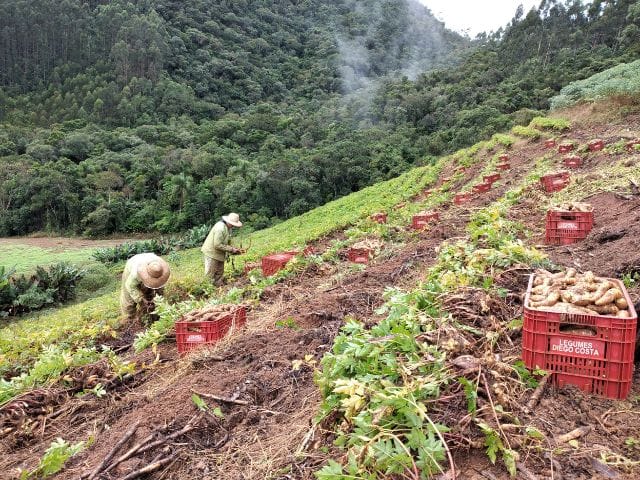 Epagri e agricultores revolucionam a produção de mandioquinha-salsa em Santa Catarina epagri-e-agricultores-revolucionam-a-producao-de-mandioquinha-salsa-em-santa-catarina