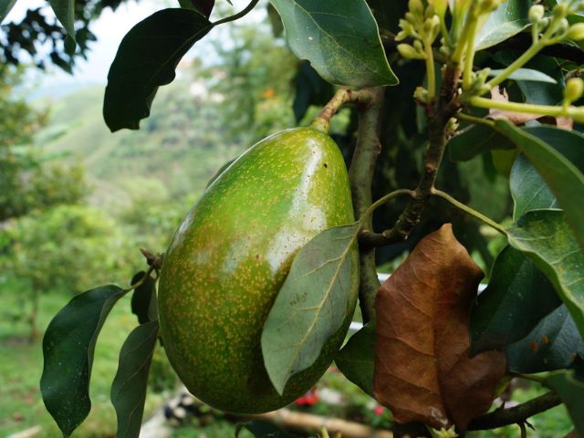 Epagri disponibiliza favorabilidade climática para ocorrência de praga que pode comprometer a produção de abacate