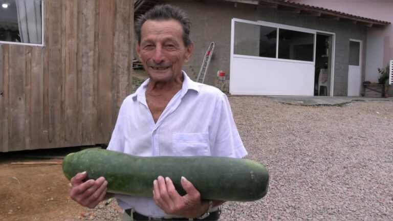 Agricultor de 85 anos colhe pepino gigante de 7 kg em SC agricultor-de-85-anos-colhe-pepino-gigante-de-7-kg-em-sc