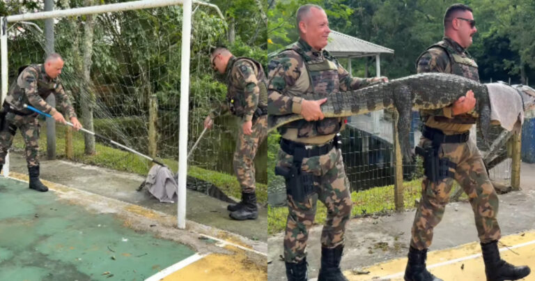 Jogo perigoso: jacaré fica preso em rede de gol e mobiliza resgate em Florianópolis jogo-perigoso:-jacare-fica-preso-em-rede-de-gol-e-mobiliza-resgate-em-florianopolis