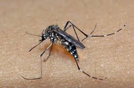 Mãe e filho contaminados por chikungunya e dengue são atendidos pelas equipes de saúde em Xanxerê mae-e-filho-contaminados-por-chikungunya-e-dengue-sao-atendidos-pelas-equipes-de-saude-em-xanxere
