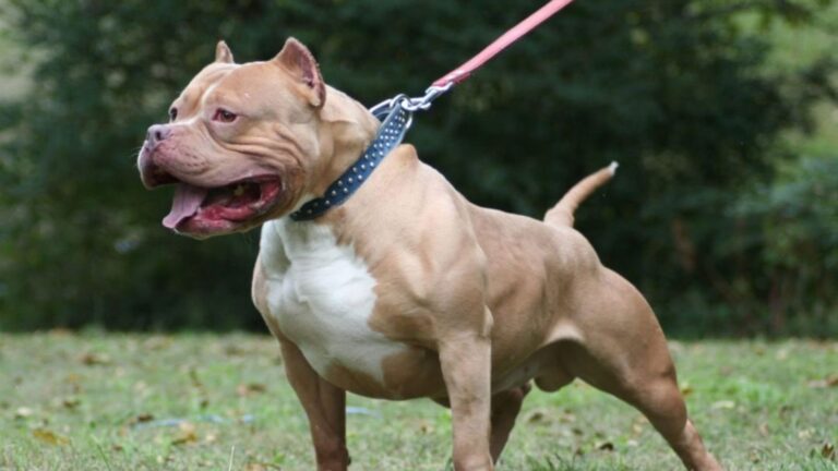 Pitbull é morto com tiro após tentar atacar idosa e policial em SC pitbull-e-morto-com-tiro-apos-tentar-atacar-idosa-e-policial-em-sc