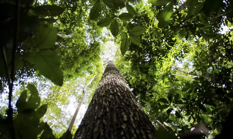 governo-avalia-editar-decreto-sobre-licenciamento-ambiental