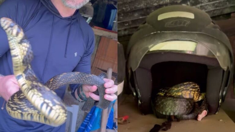 cobra-de-mais-de-2-metros-e-encontrada-dentro-de-capacete-em-sc