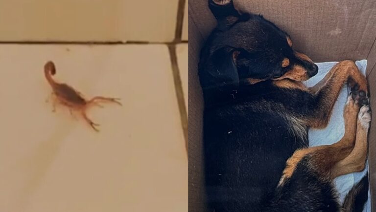 Cachorrinha morre após ser picada por escorpião dentro de residência em SC cachorrinha-morre-apos-ser-picada-por-escorpiao-dentro-de-residencia-em-sc