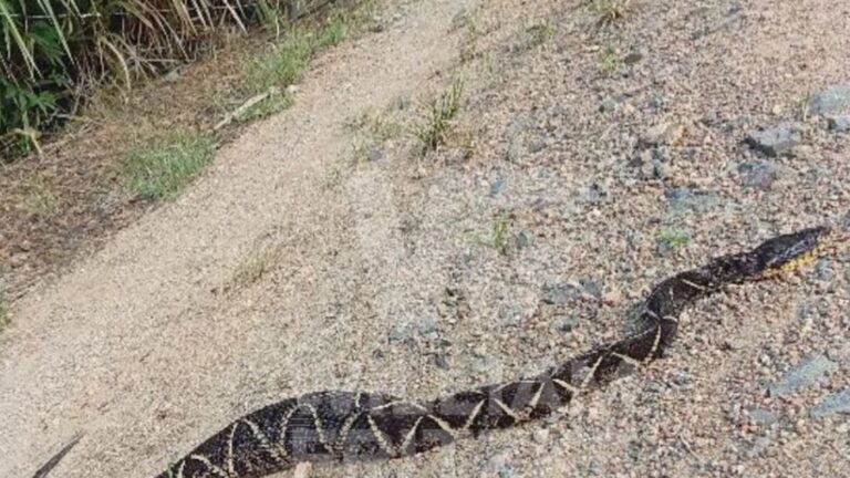 Idoso que quase morreu após picada de cobra encontra nova jararaca no quintal de residência idoso-que-quase-morreu-apos-picada-de-cobra-encontra-nova-jararaca-no-quintal-de-residencia
