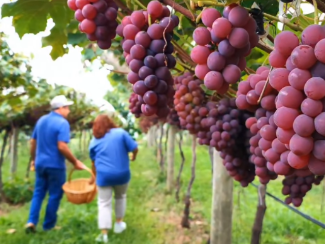 Agricultores de Curitibanos descobrem oportunidades no turismo rural – BLOG-Epagri agricultores-de-curitibanos-descobrem-oportunidades-no-turismo-rural-–-blog-epagri