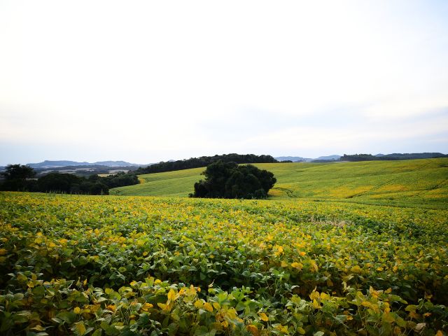 Governo do Estado vai mensurar pela primeira vez o PIB do agronegócio catarinense – BLOG-Epagri governo-do-estado-vai-mensurar-pela-primeira-vez-o-pib-do-agronegocio-catarinense-–-blog-epagri