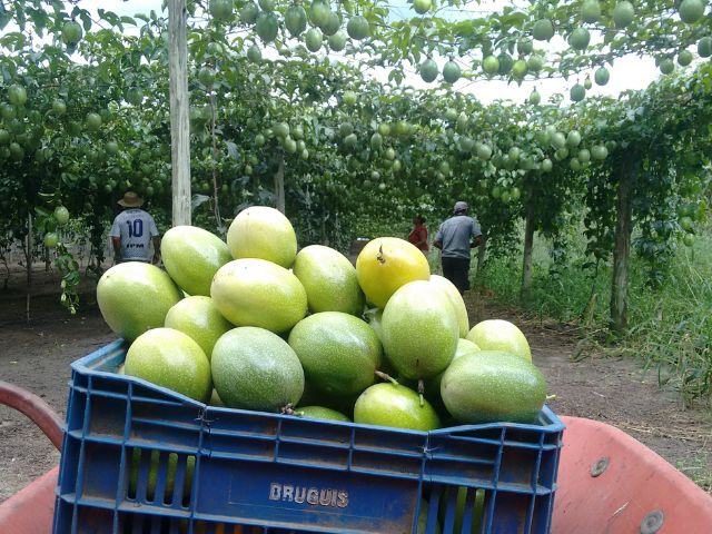 Araquari retoma produção sustentável de maracujá com apoio da Epagri – BLOG-Epagri araquari-retoma-producao-sustentavel-de-maracuja-com-apoio-da-epagri-–-blog-epagri