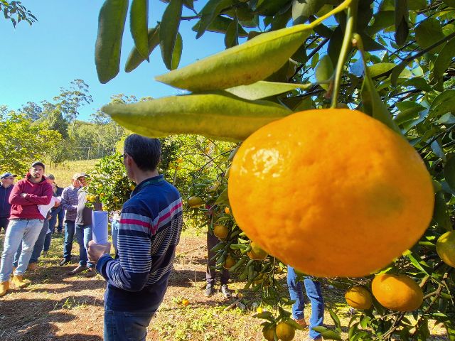 Epagri reúne citricultores para capacitação em Chapecó – BLOG-Epagri epagri-reune-citricultores-para-capacitacao-em-chapeco-–-blog-epagri
