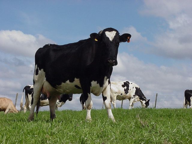 Epagri comemora o Dia Mundial do Leite com evento em Chapecó – BLOG-Epagri epagri-comemora-o-dia-mundial-do-leite-com-evento-em-chapeco-–-blog-epagri