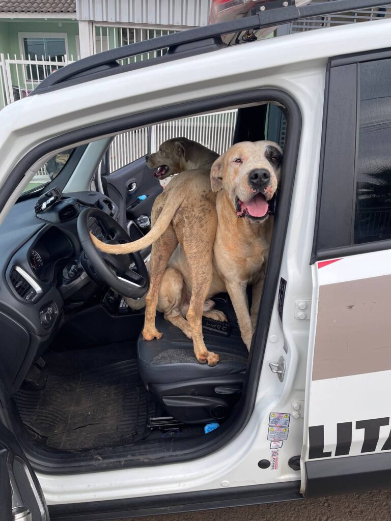 PM recolhe cães em via pública pm-recolhe-caes-em-via-publica