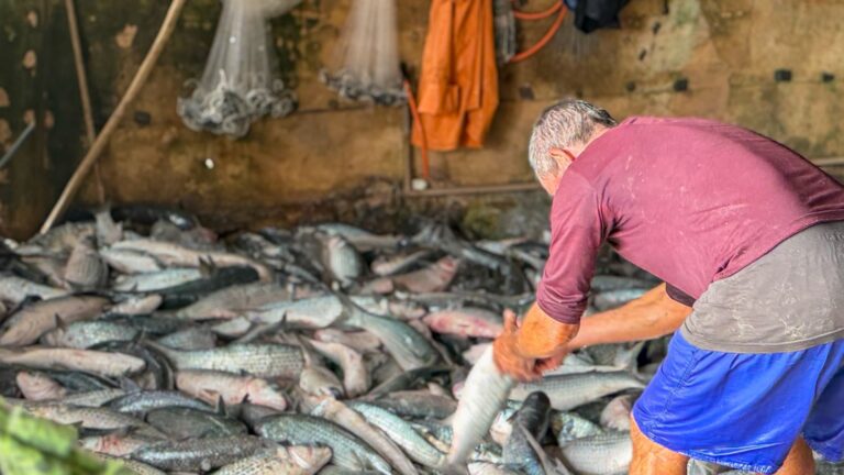 Após mobilização do Governo do Estado em conjunto com os pescadores, ampliação da cota permite retomada da pesca de arrasto da tainha em SC apos-mobilizacao-do-governo-do-estado-em-conjunto-com-os-pescadores,-ampliacao-da-cota-permite-retomada-da-pesca-de-arrasto-da-tainha-em-sc