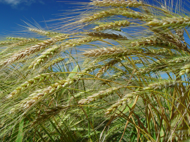 Epagri/Cepa divulga estimativas da safra de inverno 2026/27 em cenário de El Niño – BLOG-Epagri epagri/cepa-divulga-estimativas-da-safra-de-inverno-2026/27-em-cenario-de-el-nino-–-blog-epagri