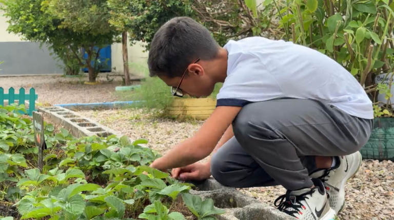 Governo de SC fortalece projeto de hortas escolares com entrega de 100 mil pacotes de sementes às escolas estaduais governo-de-sc-fortalece-projeto-de-hortas-escolares-com-entrega-de-100-mil-pacotes-de-sementes-as-escolas-estaduais