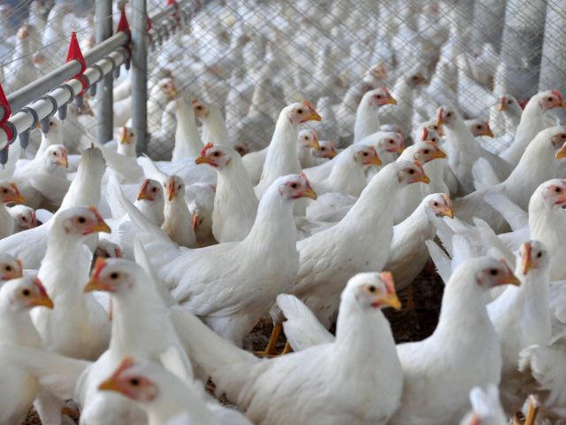Exportações de frango de SC atingem maior valor da história – BLOG-Epagri exportacoes-de-frango-de-sc-atingem-maior-valor-da-historia-–-blog-epagri