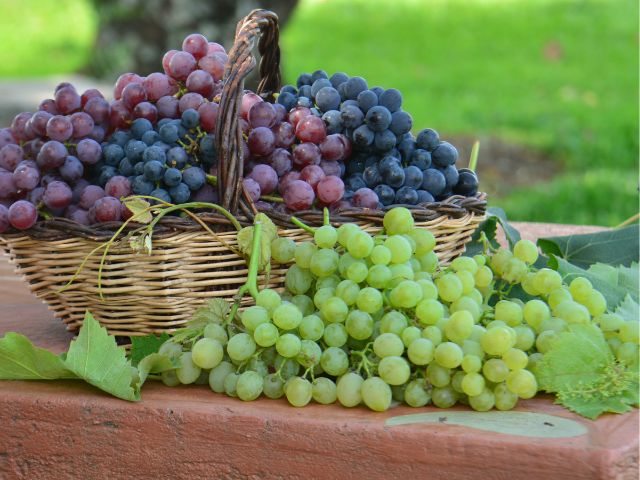 Epagri apoia produção de uva no Sul do Estado para manter tradição histórica – BLOG-Epagri epagri-apoia-producao-de-uva-no-sul-do-estado-para-manter-tradicao-historica-–-blog-epagri