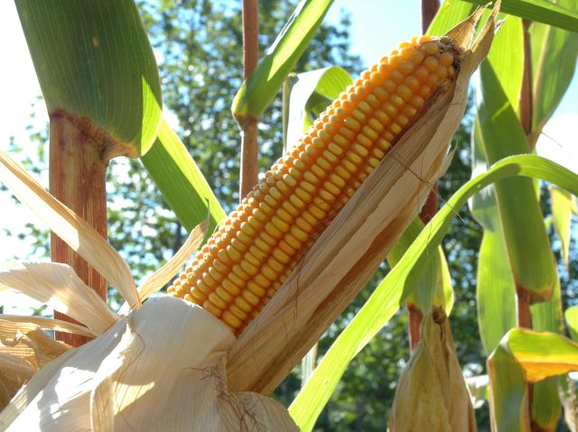 Congresso Nacional de Milho e Sorgo valoriza gastronomia com coletânea de receitas – BLOG-Epagri congresso-nacional-de-milho-e-sorgo-valoriza-gastronomia-com-coletanea-de-receitas-–-blog-epagri