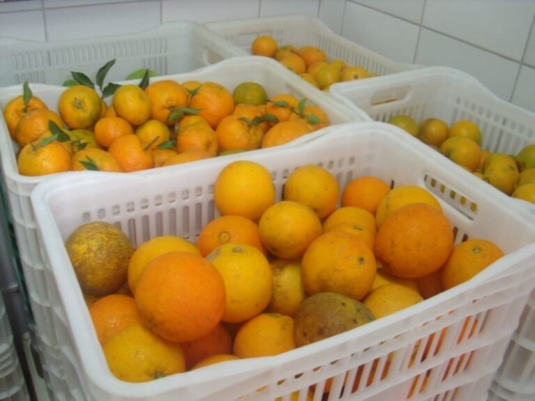 banco-de-alimentos-fortalece-rede-socioassistencial-em-chapeco