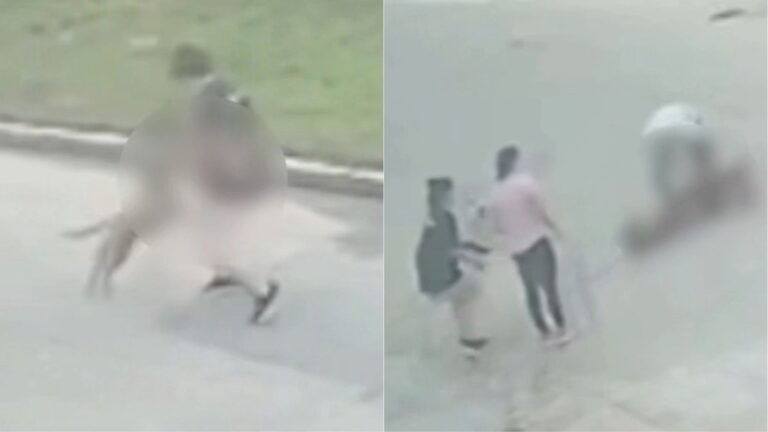VÍDEO: Tutora é derrubada ao tentar salvar filhote de ataque de pitbull em Itajaí video:-tutora-e-derrubada-ao-tentar-salvar-filhote-de-ataque-de-pitbull-em-itajai