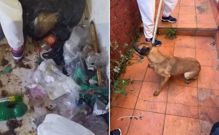 Suspeita de zoofilia: cadela é resgatada de baixo da cama em casa tomada por fezes e lixo em Xaxim suspeita-de-zoofilia:-cadela-e-resgatada-de-baixo-da-cama-em-casa-tomada-por-fezes-e-lixo-em-xaxim