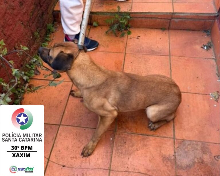 PM atende ocorrência de maus-tratos a cachorro em Xaxim pm-atende-ocorrencia-de-maus-tratos-a-cachorro-em-xaxim