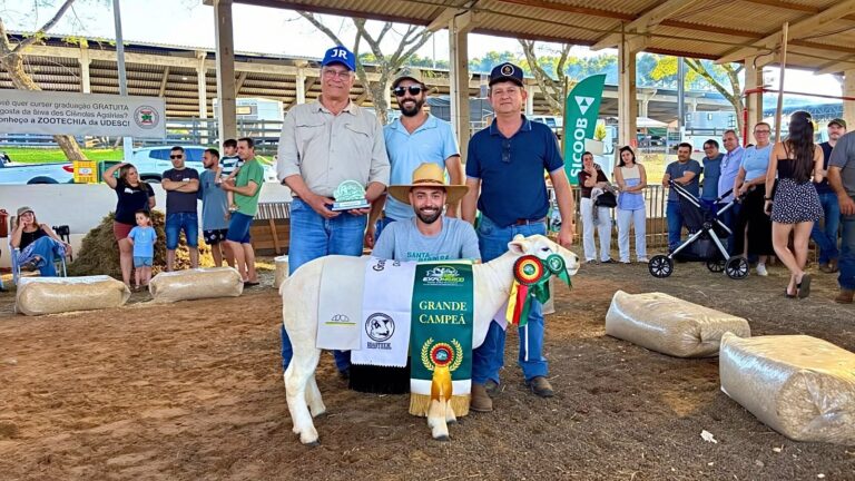 Julgamento de ovinos destaca genética e qualidade dos animais na EXPOMERCO 2026 julgamento-de-ovinos-destaca-genetica-e-qualidade-dos-animais-na-expomerco-2026