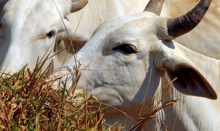 carne-brasileira-vai-pagar-tarifa-de-67%-para-entrar-na-china