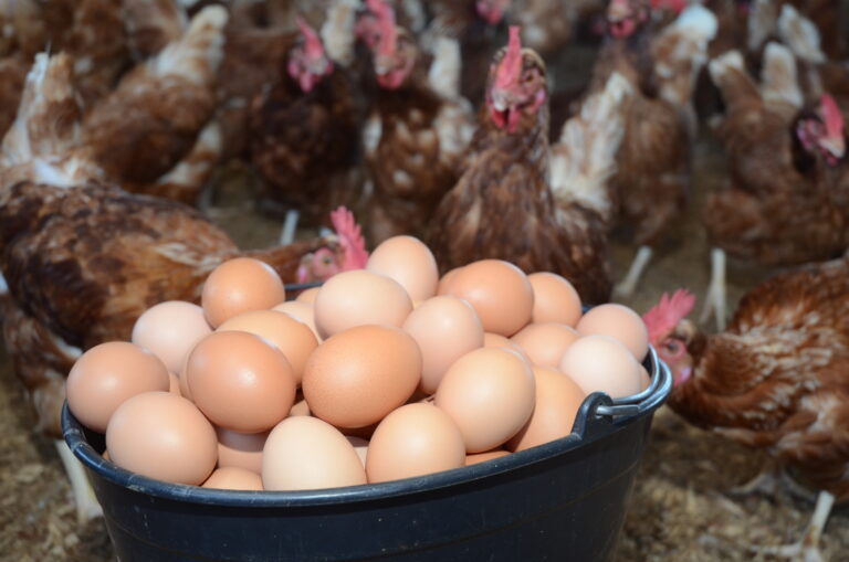 Produção de ovos cresce em Santa Catarina producao-de-ovos-cresce-em-santa-catarina